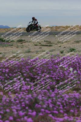 media/Jan-14-2023-SoCal Trackdays (Sat) [[497694156f]]/Turn 14 Exit Bloomig (145pm)/